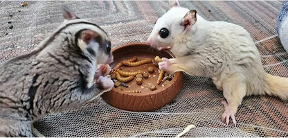 Exotic Nutrition Dried Insect 3 Pack - Crickets, Grasshoppers, Mealworms - for Sugar Gliders, Hedgehogs, Wild Birds, Chickens, Turtles, Tropical Fish, Reptiles