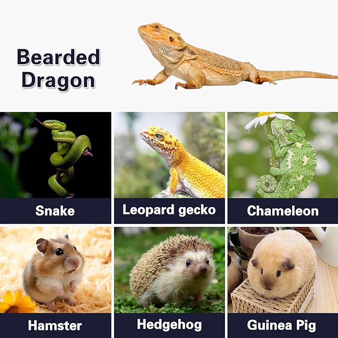 Hamster Cage and Habitats Chewproof Wooden Small Animal Cage for Rutin Chicken Guinea Pig Chinchilla Gerbil Reptile Solid Built L