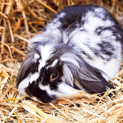 Blue Mountain Hay | Organic Bedding Straw (3 lb) | Natural Pet Bedding & Insulation for Rabbits, Guinea Pigs, Goats, Chickens, Stray & Feral Cats, and Small Animal Shelters