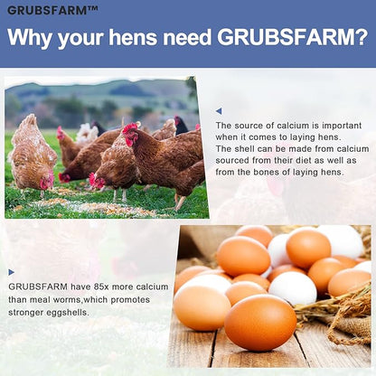 Premium Chicken Treats 2LBS - Superior to Dried Mealworms - Non-GMO & 85X More Calcium Than Meal Worms - Molting & Laying Supplement - BSF Larvae Treats for Layer Hens, Ducks Wild Birds