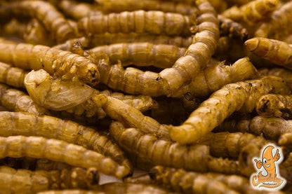 Chubby Mealworms 4Lbs Bulk Dried Mealworms High Protein Treat for Chickens, Birds, Ducks and Much More