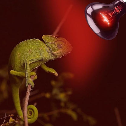 100W UVA Infrared Heat Lamp Bulb – High-Performance Red Basking Spot Light for Lizards, Leopard Geckos, Turtles and Chicks, Perfect for Reptile Tanks, Chicken Brooders & Terrariums | 2 Pack