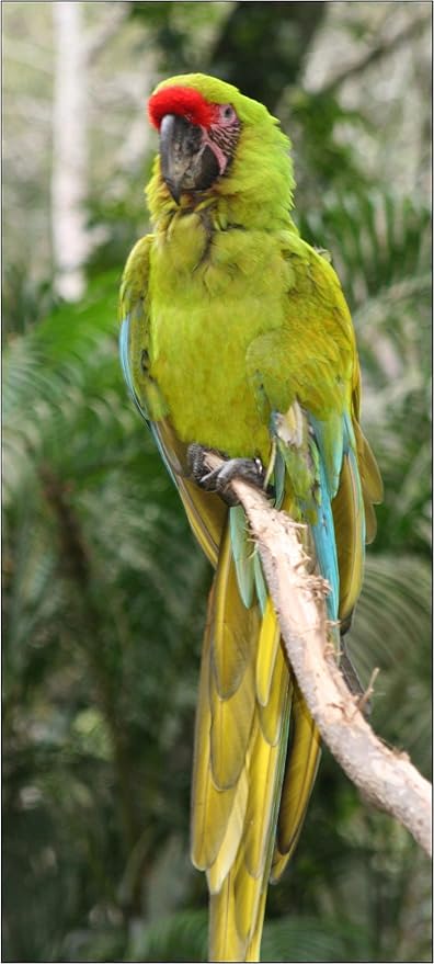 The AVIATOR Pet Bird Harness and Leash: X-Large Black