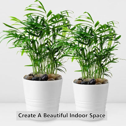 10lbs Pebbles for Indoor Plants, 1-2 Inch Mixed Color High Polished River Rocks Outdoor Decorative Stones Vase Filler Fish Tank Aquariums Landscaping Garden Outdoor and Indoor DIY