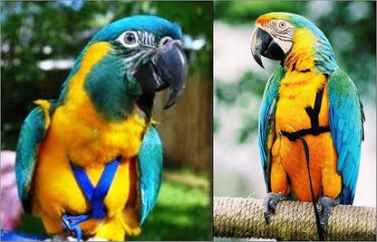 The AVIATOR Pet Bird Harness and Leash: Large Purple