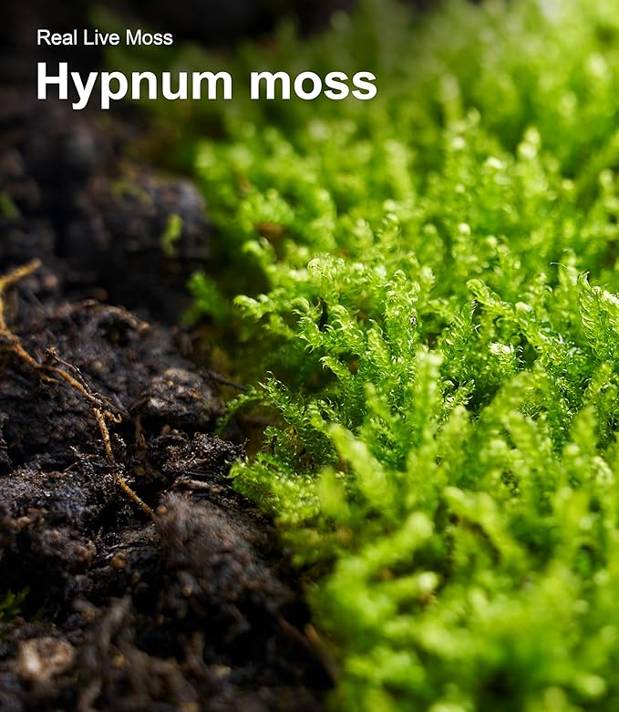 Live Moss Duo Pack – 2 Varieties Mixed Moss for Reptile Terrariums, Amphibian Habitats, Bonsai, Vivariums