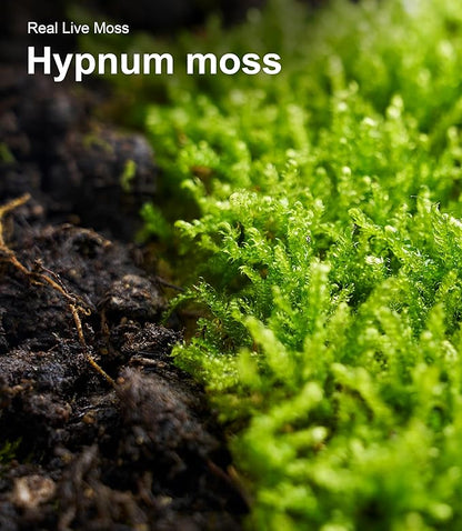 Live Moss Duo Pack – 2 Varieties Mixed Moss for Reptile Terrariums, Amphibian Habitats, Bonsai, Vivariums