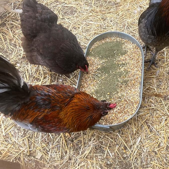 Kelp for Chickens & Duck Feed (1 Pound): Chicken Vitamins | Chicken Supplements | Vitamins for Chickens | Pampered Chicken Mama