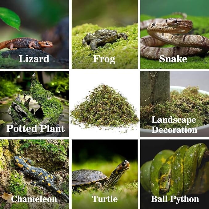Sukh Sphagnum Moss for Reptiles -Terrarium Moss for Reptiles Peat Moss for Reptiles Habitat Bedding Moss for Snakes Turtle Frog Gecko and Other Reptiles Substrate (11.2, Ounces)