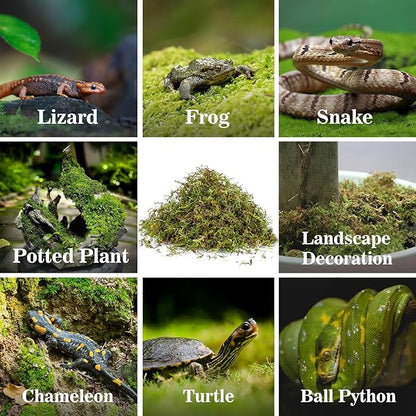Sukh Sphagnum Moss for Reptiles -Terrarium Moss for Reptiles Peat Moss for Reptiles Habitat Bedding Moss for Snakes Turtle Frog Gecko and Other Reptiles Substrate (11.2, Ounces)