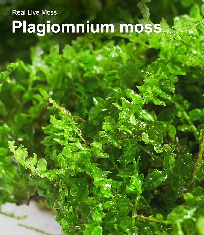 Live Moss Duo Pack – 2 Varieties Mixed Moss for Reptile Terrariums, Amphibian Habitats, Bonsai, Vivariums