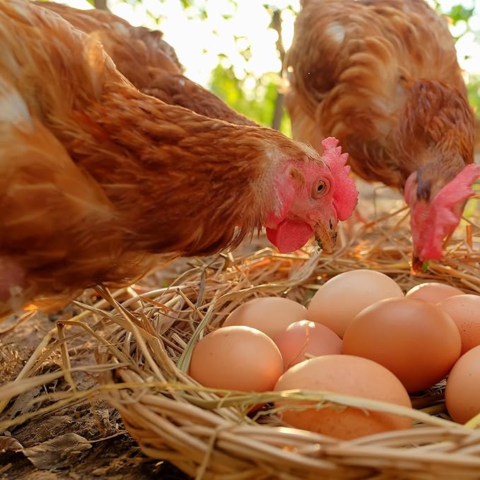 5LB Dried Black Soldier Fly Larvae, Non-GMO & Nutrient-Packed Chicken Feed, Strong Egg Production and Health, Rich in Calcium for Healthy Hens and Ducks, Better Than Dried Mealworms