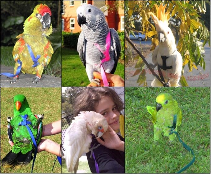 The AVIATOR Pet Bird Harness and Leash: Medium Purple