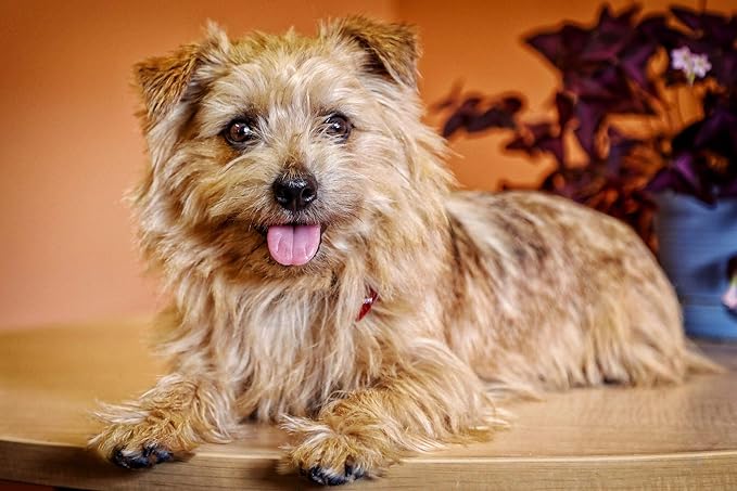 Natural Dental Treat, Grin, Fresh Breath Dog Chew Treat with Prebiotics, Fresh Breath Tartar Control, Daily Chew Supplement for Dogs Supports Dog Gums and Teeth