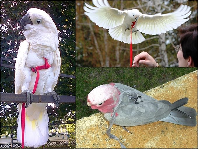 The AVIATOR Pet Bird Harness and Leash: Medium Purple