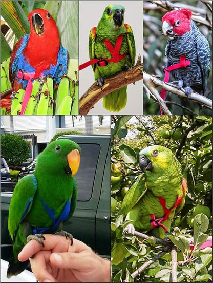 The AVIATOR Pet Bird Harness and Leash: Medium Blue