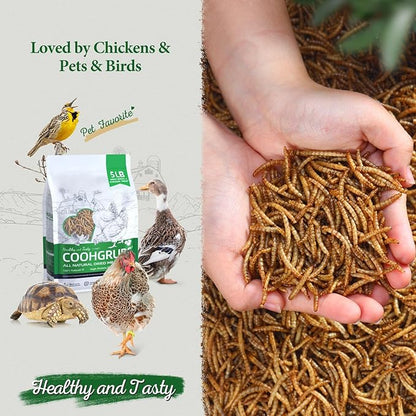 Dried Mealworms for Birds, Non-GMO High Protein Chicken Treats & Poultry Feed, 5 lb Bag