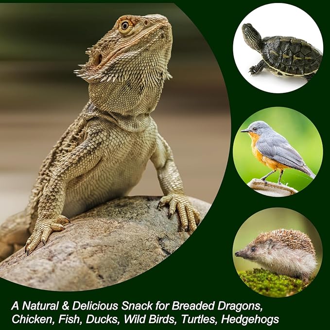 Amzey Appetizing Mealworms with Natural Dried Crickets (8oz) All Natural 100% Non-GMO, Food for Breaded Dragons, Chicken, Fish, Ducks, Wild Birds, Turtles, Hedgehogs