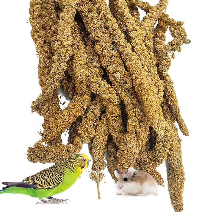 kathson Natural Sun-Dried Birds Millet Spray Millet Treat bird snacks for Parrots Cockatiels Lovebirds Painted Buntings and Finches Parakeets 1.1 LB