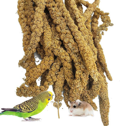kathson Natural Sun-Dried Birds Millet Spray Millet Treat bird snacks for Parrots Cockatiels Lovebirds Painted Buntings and Finches Parakeets 1.1 LB