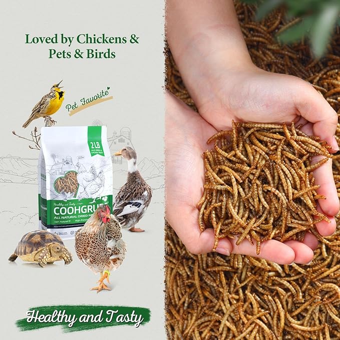 Dried Mealworms for Birds, Non-GMO High Protein Chicken Treats & Poultry Feed, 2 lb Bag
