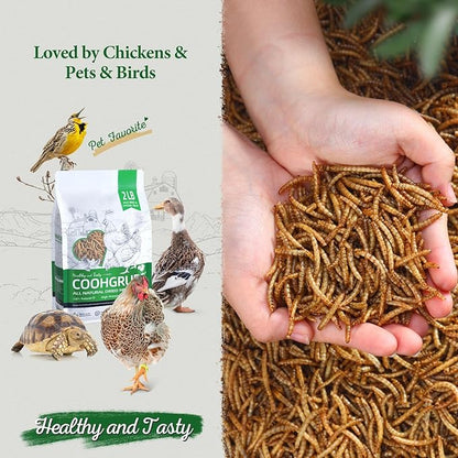 Dried Mealworms for Birds, Non-GMO High Protein Chicken Treats & Poultry Feed, 2 lb Bag
