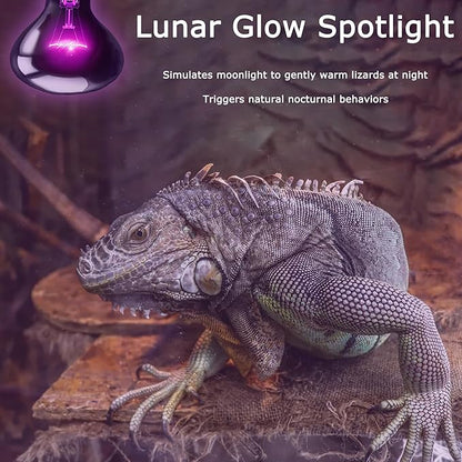 100W Reptile Night Light Bulb - UVA Heat Lamp - Simulates Natural Moonlight, Purple Basking Lamp for Bearded Dragons, Lizards, Chameleons and Amphibians - Ideal for Reptile Aquariums & Tanks