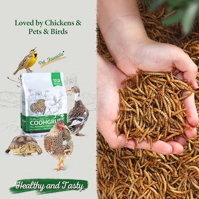Dried Mealworms for Birds, Non-GMO High Protein Chicken Treats & Poultry Feed, 10 lb Bag