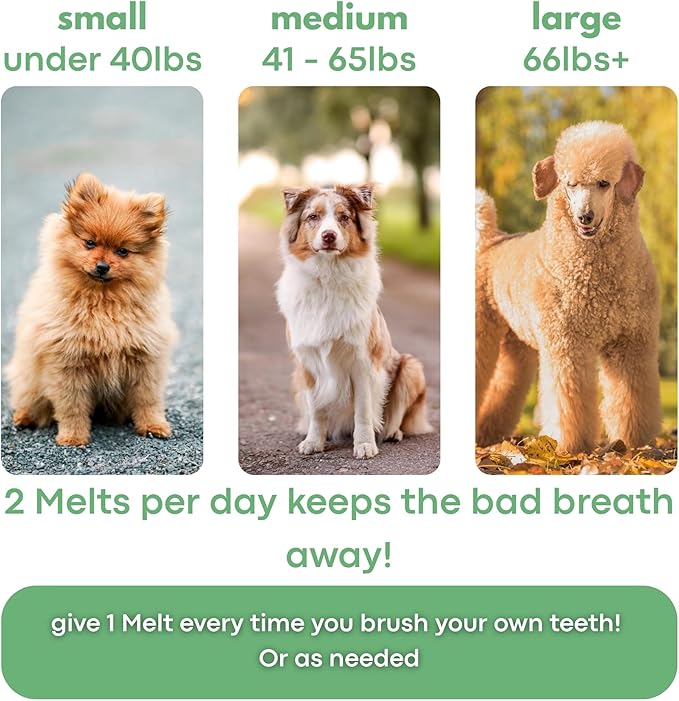 Bad Breath Oral Support for Dogs 5 in 1 – 10 Oral Melts – Natural Sage, Spirulina, Apple Cider Vinegar – Dog Dental Care Products & Breath Freshener – Fast Dissolving Dog Breath Treats