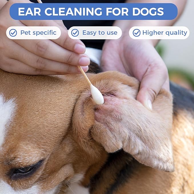 GOLD HONEY 6 Inch Large Cotton Swabs, 500PCS Dog Ear Swabs with Bamboo Handle for Dogs, Pet-Specific, Gentle Design, Lint-Free, Canine Cotton Stick Ear Cleaning