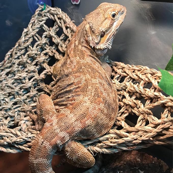 kathson Reptile Habitat Skull Decoration Bearded Dragon Tank Accessories Resin Human Skulls Hide Cave Hanging Vines Plant for Lizards Tortoise Snake Chameleon Spider Reptiles Amphibians(4 PCS)