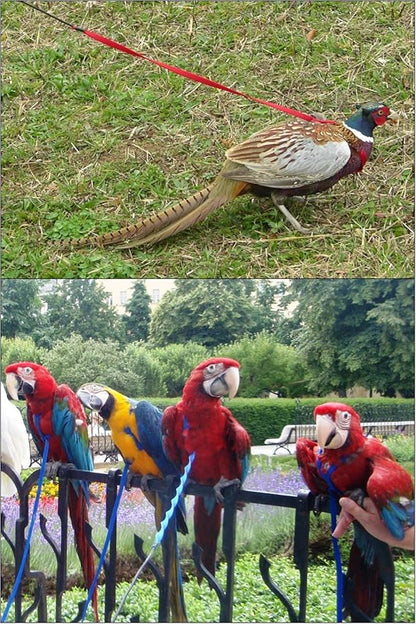 The AVIATOR Pet Bird Harness and Leash: X-Large Black