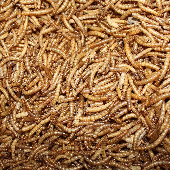 Amzey Dried Mealworms 1 LB, 100% Natural Meal Worms for Chicken & Birds, Organic Chicken Feed for Laying Hens, High Protein and Nutrition, Zipped Bag