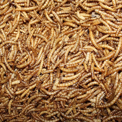 Amzey Dried Mealworms 1 LB, 100% Natural Meal Worms for Chicken & Birds, Organic Chicken Feed for Laying Hens, High Protein and Nutrition, Zipped Bag