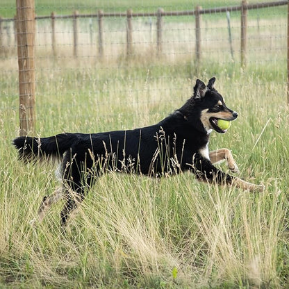 InClover Connectin Natural Hip & Joint Supplement for Dogs with Glucosamine, Chondroitin & Hyaluronic Acid - Tablet for Dog Mobility, Comfort & Active Lifestyle Support, 150 Count