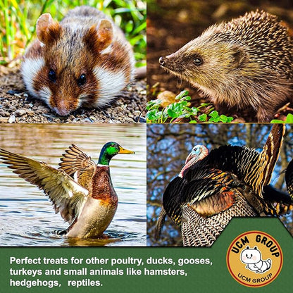 UCM Group 10LB Dried Black Soldier Fly Larvae for Chicken, Poultry, Wild Birds,100% Natural Non-GMO, No Additives, Treat, More Calcium Chicken Treats Than Mealworms