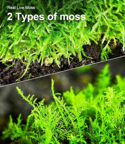 Live Moss Duo Pack – 2 Varieties Mixed Moss for Reptile Terrariums, Amphibian Habitats, Bonsai, Vivariums