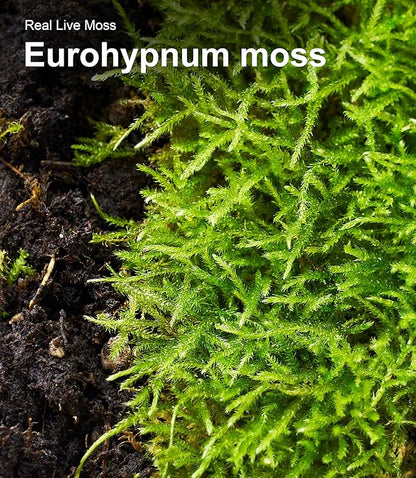 Live Moss Duo Pack – 2 Varieties Mixed Moss for Reptile Terrariums, Amphibian Habitats, Bonsai, Vivariums