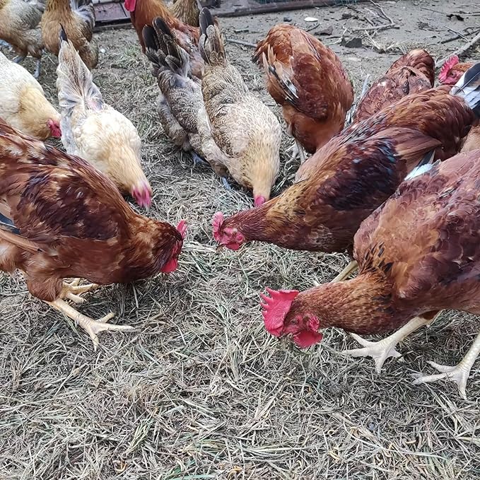 20 oz freeze-dried mealworms - Low temperature freeze-dried process, non-destructive high-end process to remove moisture. The fragrant, meaty dried worms provide a high protein source for chickens