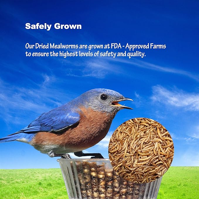 Amzey Dried Mealworms 1 LB, 100% Natural Meal Worms for Chicken & Birds, Organic Chicken Feed for Laying Hens, High Protein and Nutrition, Zipped Bag